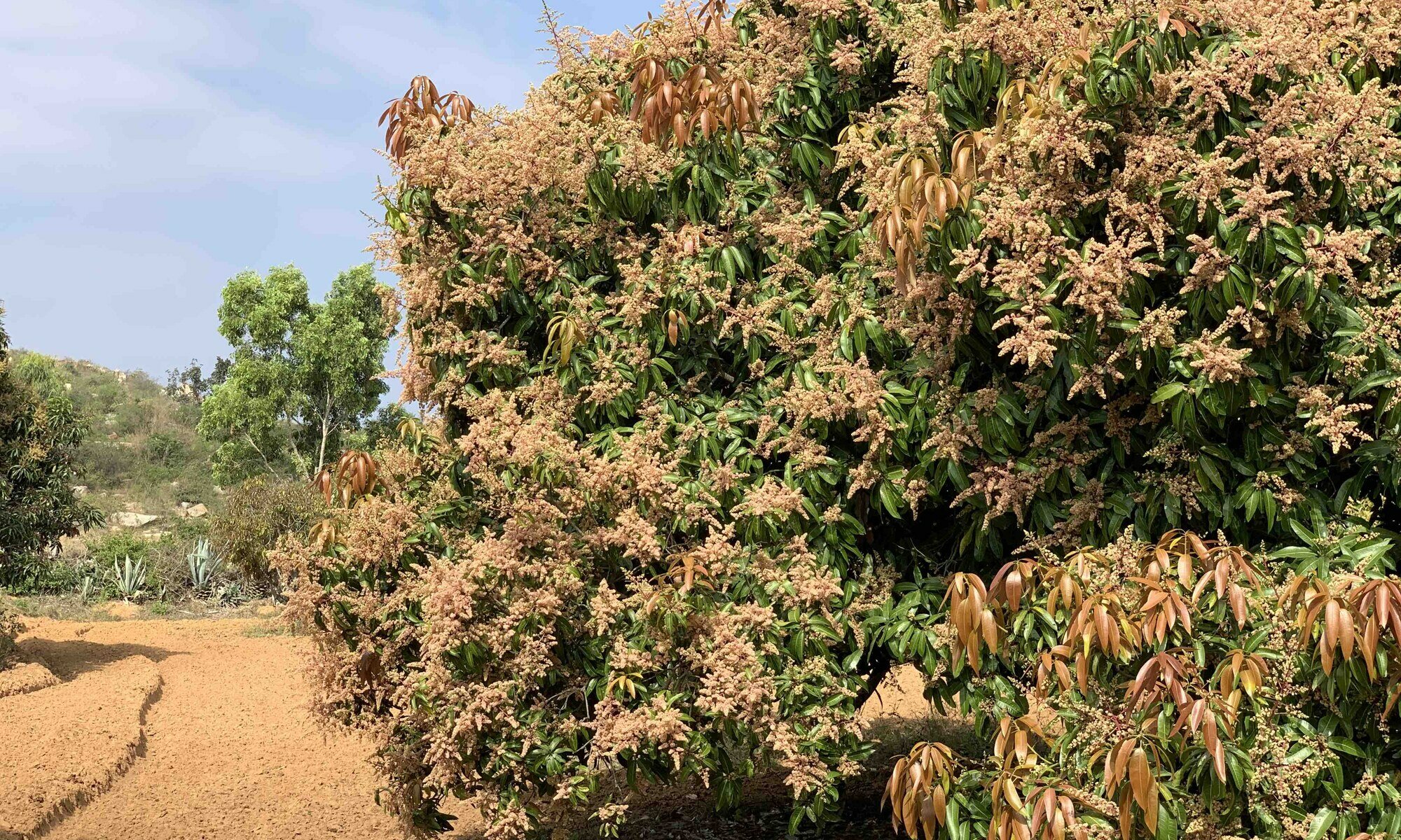 Mango blossoms at Pavana Vatika Orchards