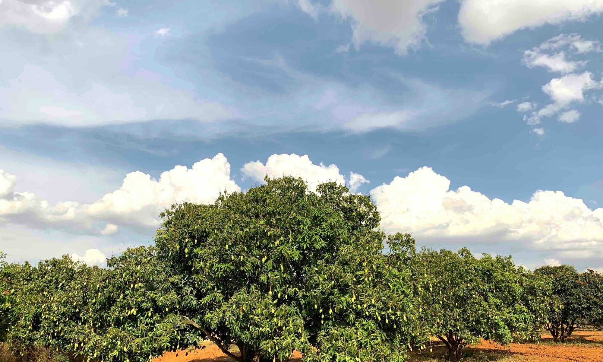 Mango orchard at Pavana Vatika under a blue sky