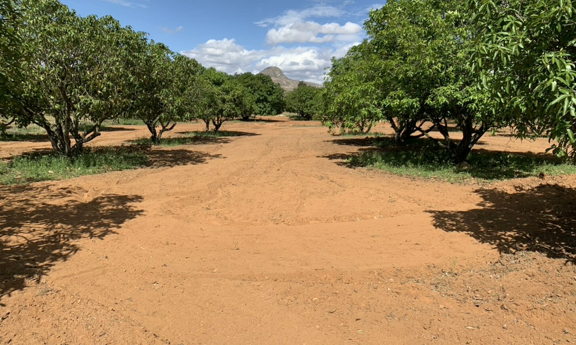 Path through Pavana Vatika mango orchard