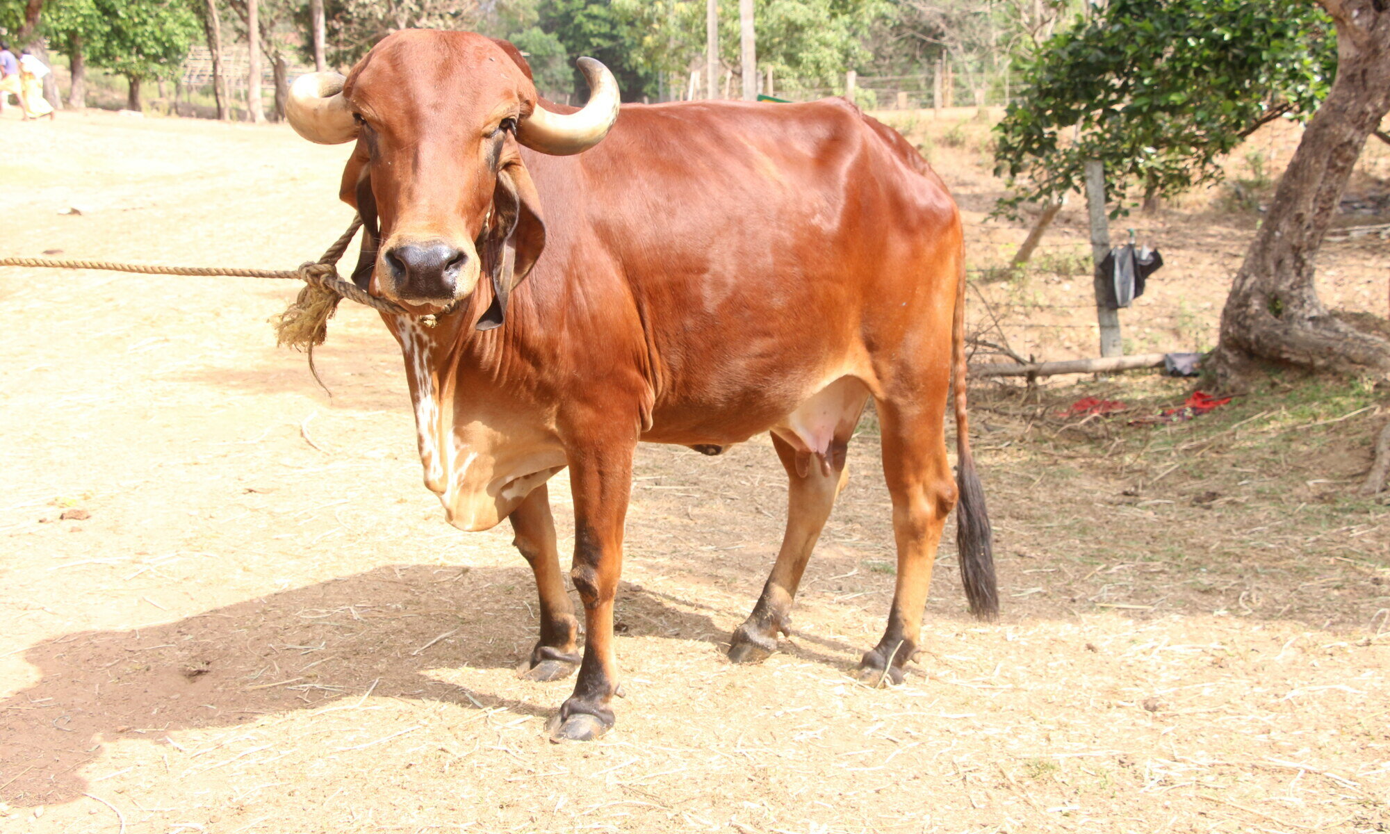 Indigenous Gir cow — photograph by Pavanaja, CC BY-SA 3.0